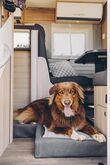 Sunlight Dog Bed Image 6